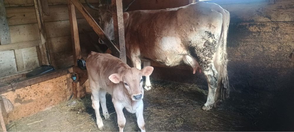 Vaca la a cincea fatare + vitel din 10 martie de vanzare