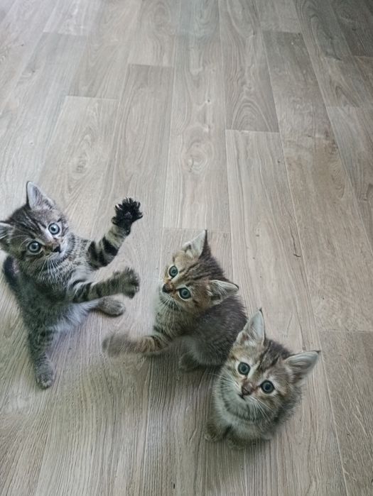 Отдам котят в хорошие руки