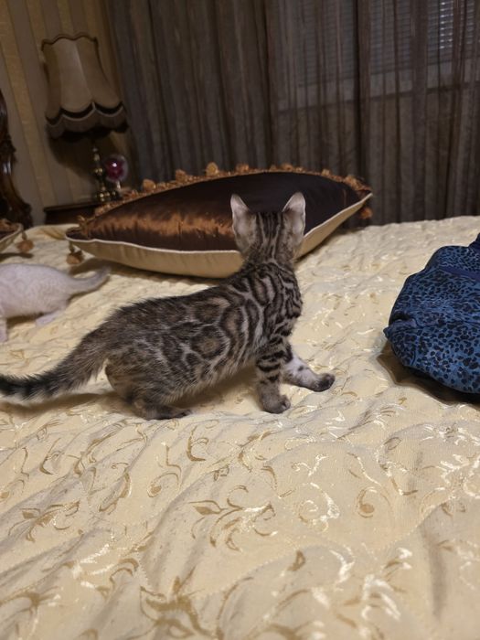 Бенгалски котета