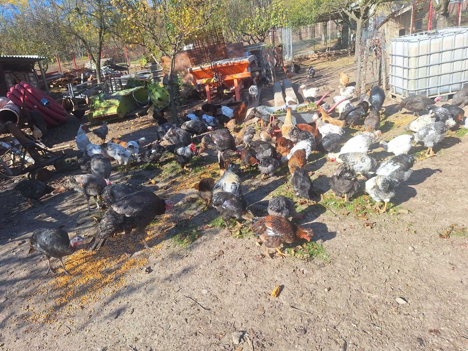 Gaini si cocosi serie 2025