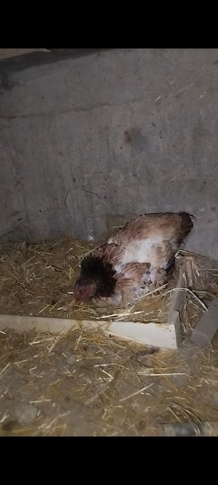 Kurk dakan tovuqlar sotiladi