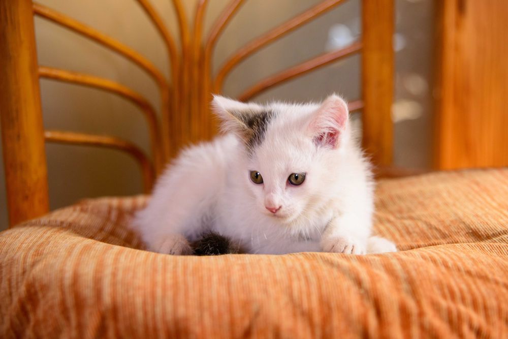 Котенок  девочка