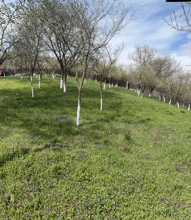 Teren intravilan 2.000 mp la 30 km de Bucuresti – Movila, Niculești