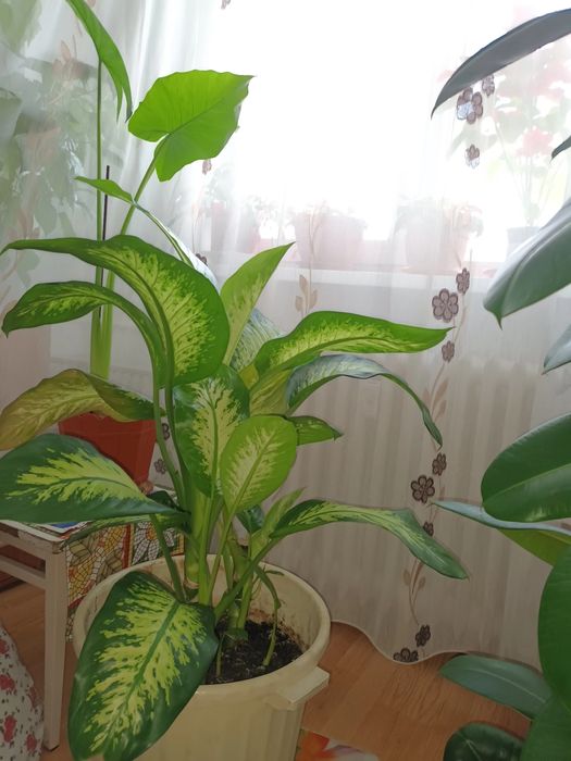 Plantă ornamentală