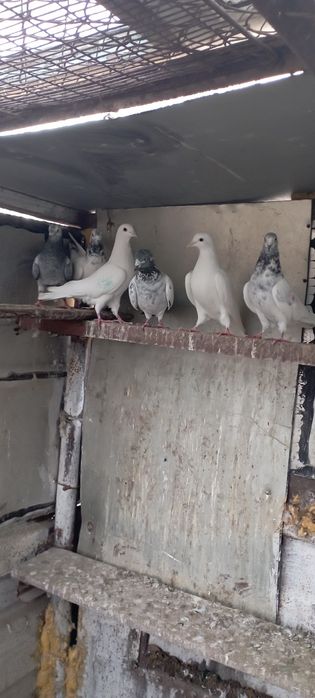 Голуби    Алматы