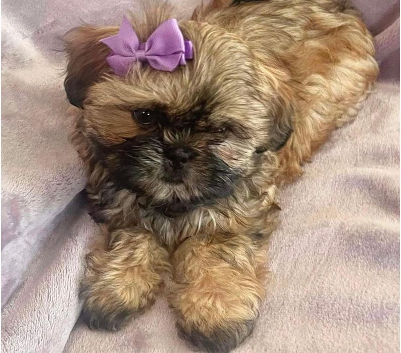 Bichon havanez superb