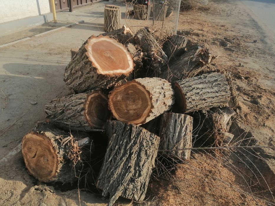 Спил деревьев.  Тал кесу