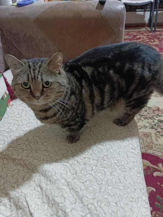 Продам кота Манчкин