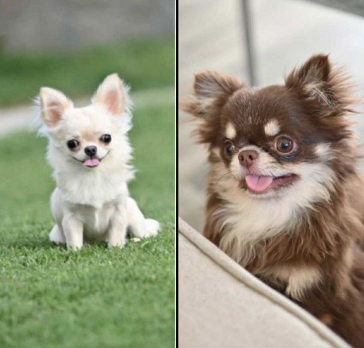 Мъжко дългокосместо миниатюрно чихуахуа