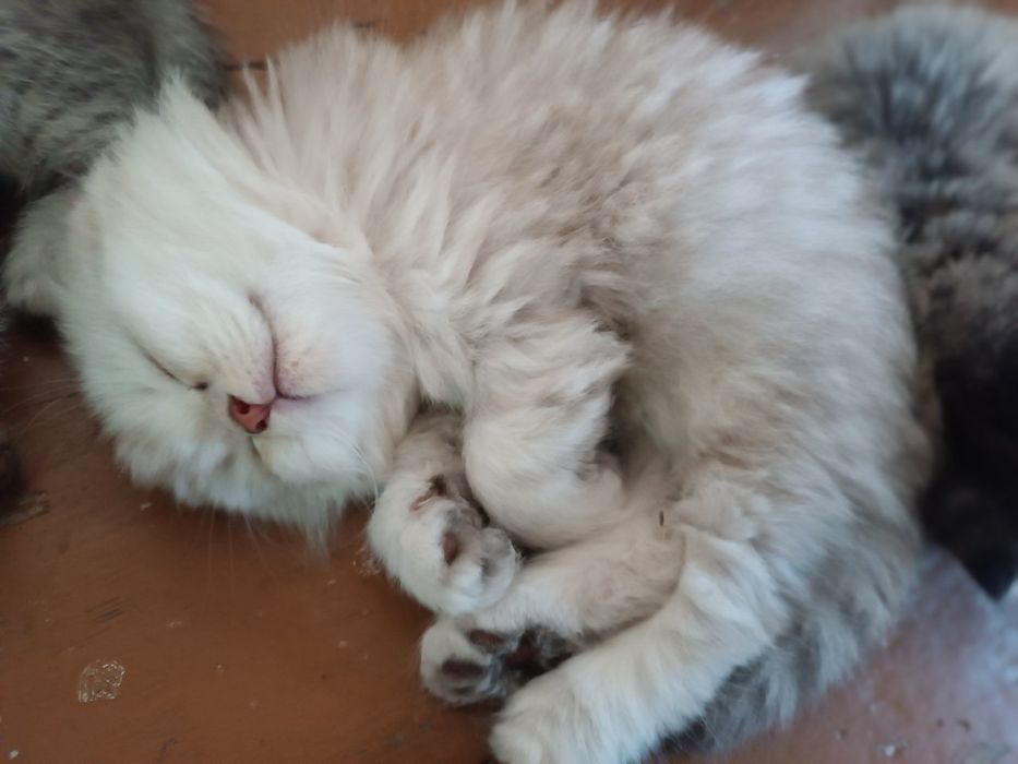 Onlaynda uzun yubkada porno tomosha qiling