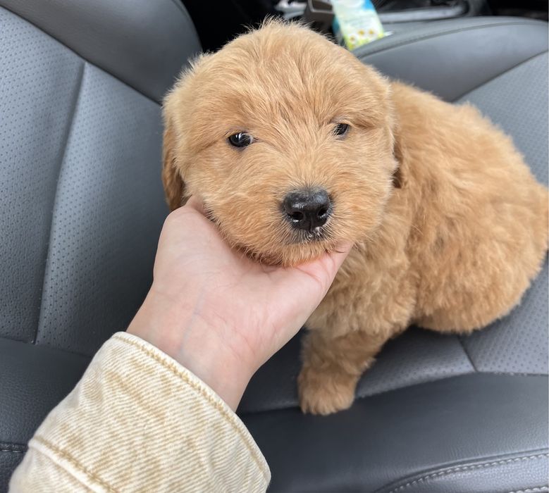 Femela Goldendoodle