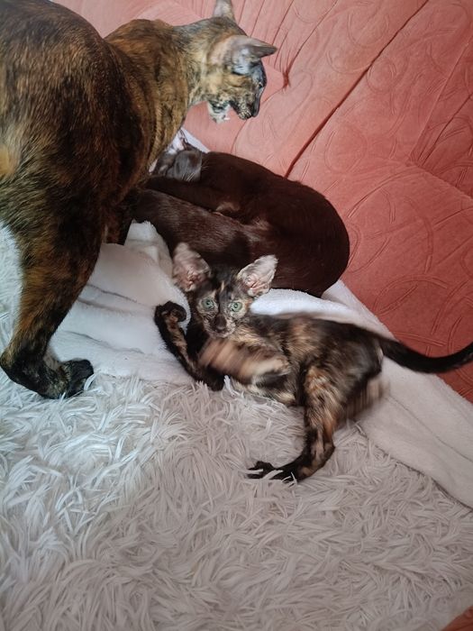 Котята ориентальной породы