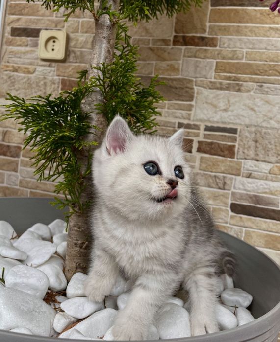 British shorthair chichilla silver