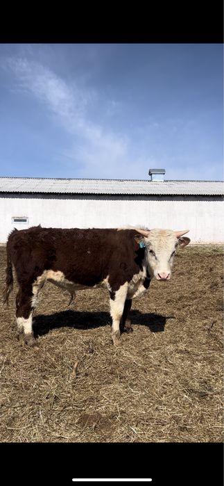 Ақбас бұқа сатылады