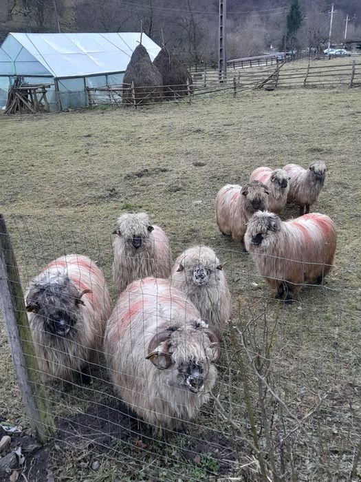 Vand oi bocalai de luncani