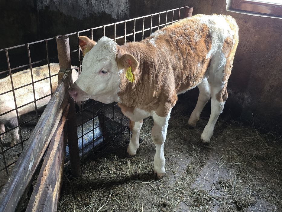 Vițea bălțată românească