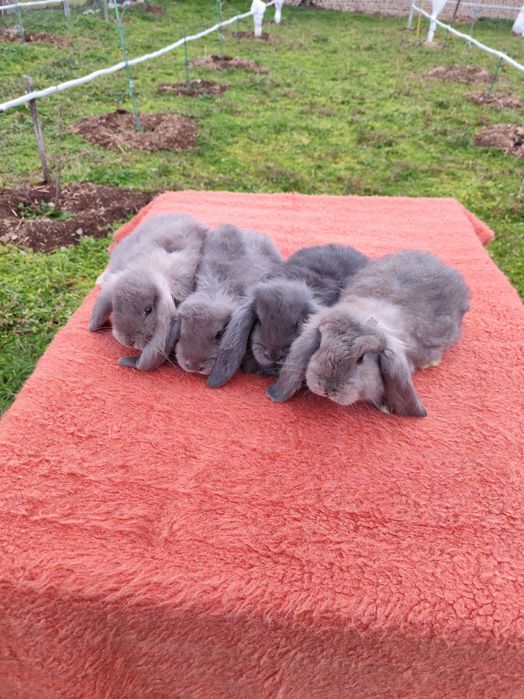 Френски кочовати зайци