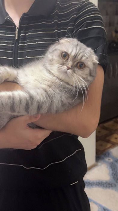 Шотландский вислоухий кот, отец — британская шиншилла, мать — вислоухи