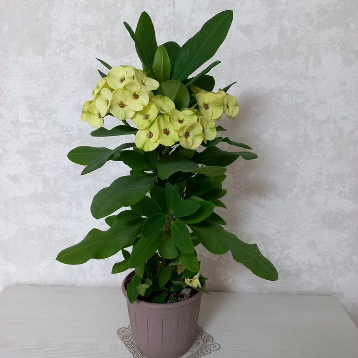 Молочай Миля крупноцветковый