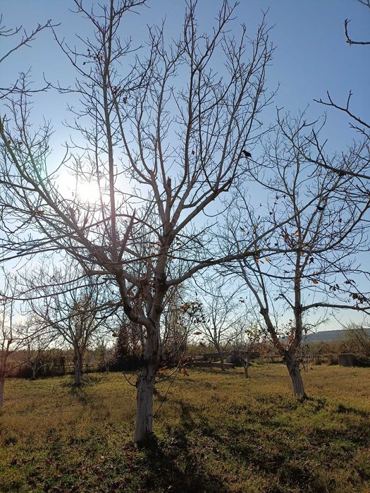 Yong'oq daraxti sotiladi o'tin qilishga