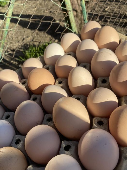 Ouă de casă proaspete- de la găini crescute natural