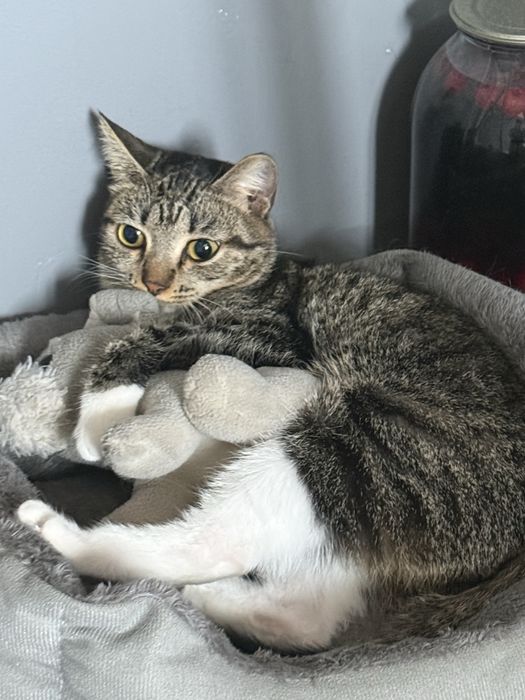 Кошечка в хорошие руки