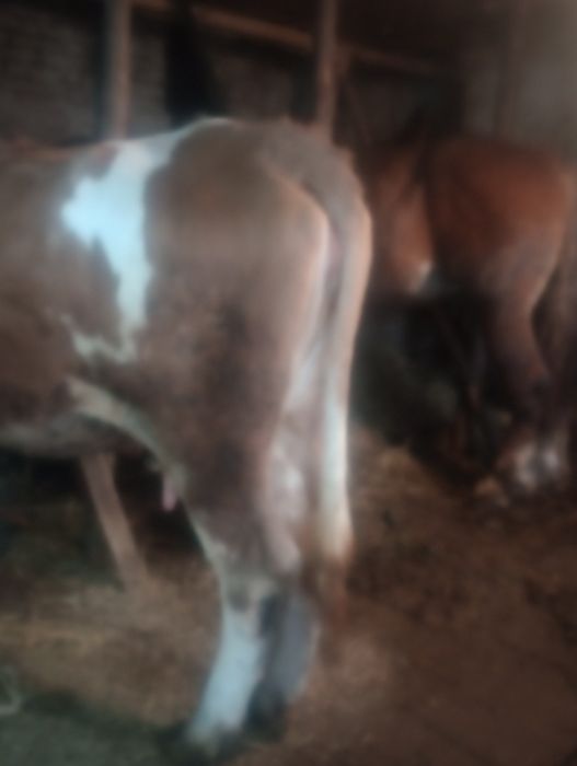 Vând vacă mai multe detalii în privat preț negociabil