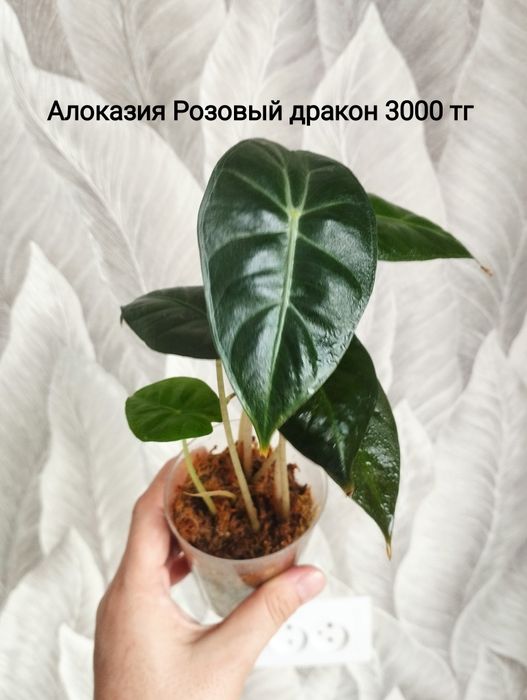 Цветы Монстера Бурле макс, филодендрон