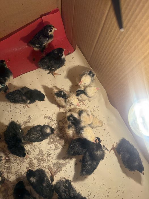 Цыплята Адлер и Пушкин