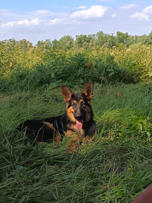 Продам немецкую овчарку