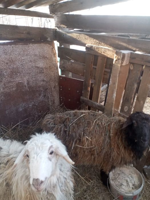 Қошқар мен ешкілер срочно