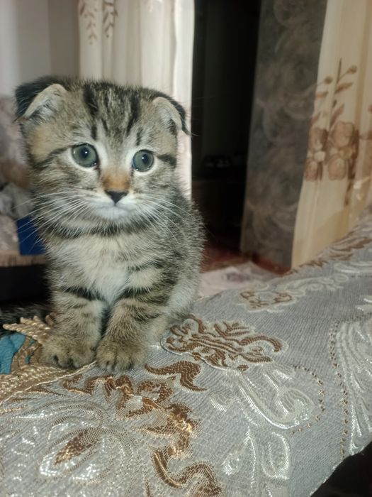 Продаётся котёнок, девочка, порода вислоухая, все прививки сделалы!!!