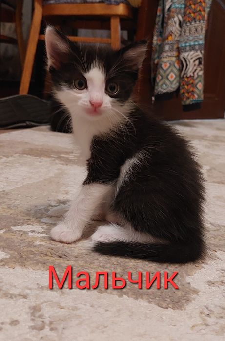 Отдам котят в добрые руки