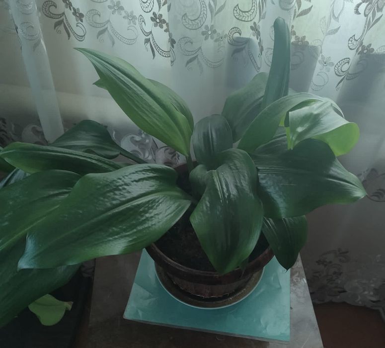 Цветок эухарис широкий лист