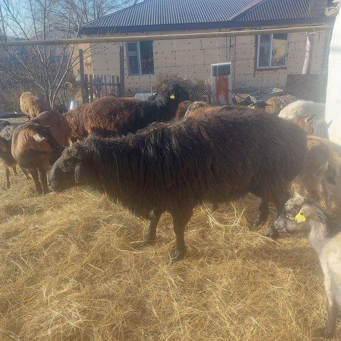 Еділбай ірі еркек мал сатылады.
