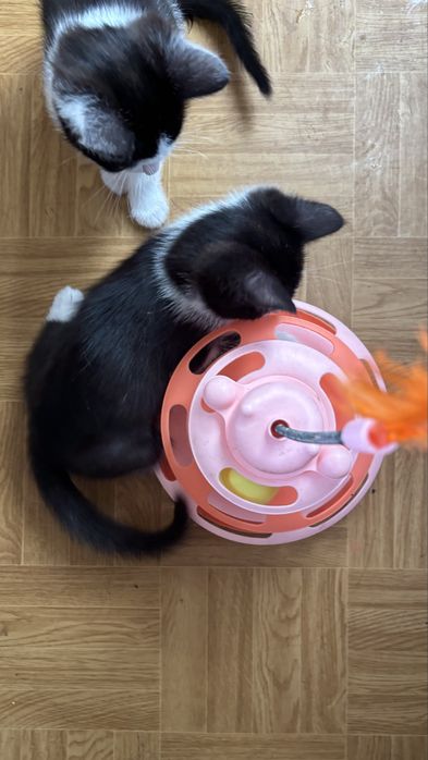 Котики очень умные! Возраст 2 месяца.