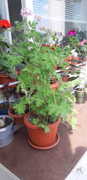 Дърво живота,амарилис,каланхое,индрише,мушкато,хлорофитум,традисканция