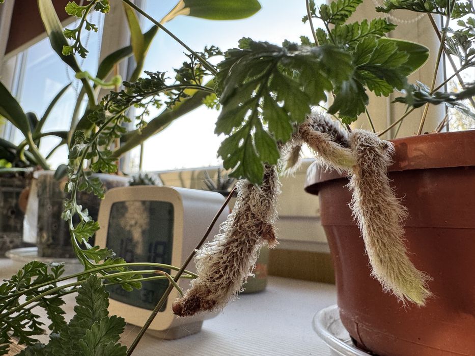 Папоротник Даваллия