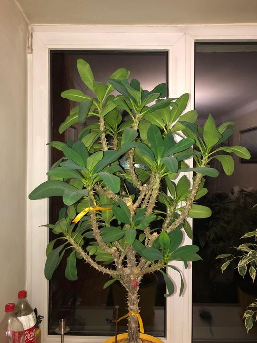 Цветок-молочай.Молочай