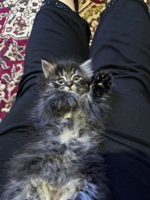 Продаётся котёнок