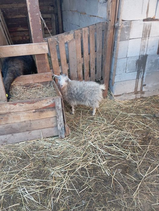 Продам козу молодую