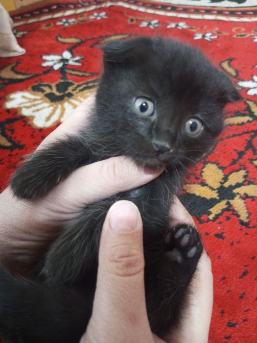 Mushuk bolasi 2 oyli