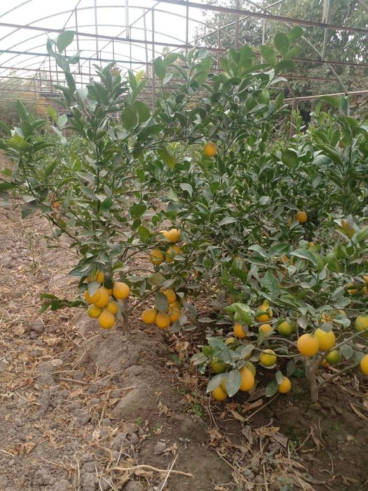 Lemon kuchatlar Mir navli