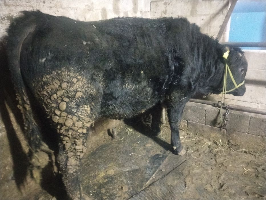 Бұқаларды сатамын