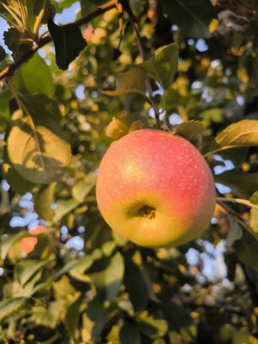 Продам яблоки Апорт Кандиль и Рашида