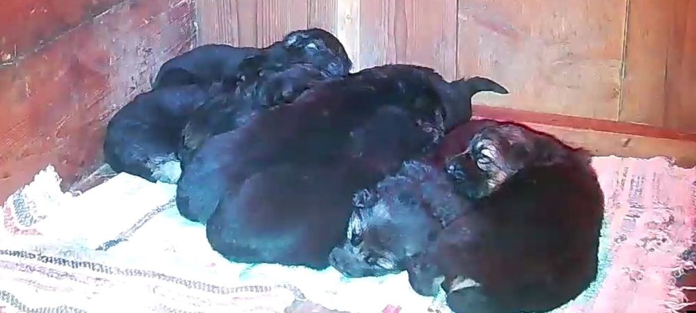 Ciobanesc german cu par lung