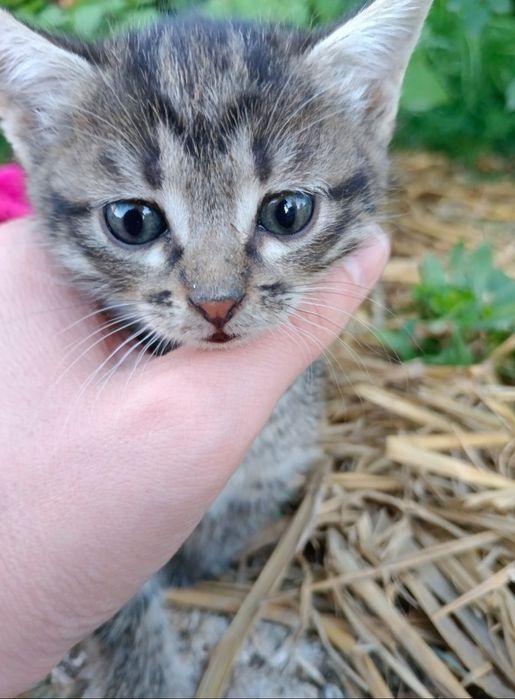В добрые руки котенок