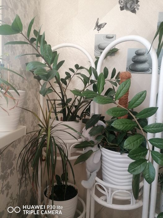 Комнатные цветы продаются