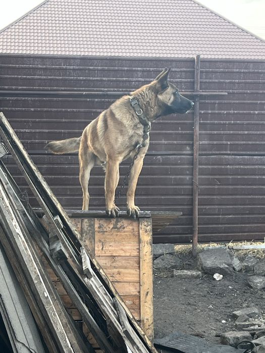 Вязка Бельгийский овчарка