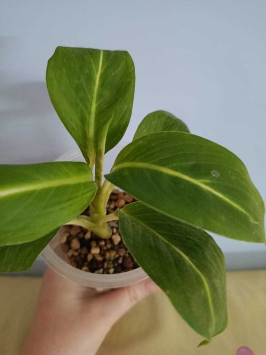 Спатифиллум Пикассо